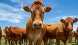 انفراجة تجارية.. أستراليا ترحب بإلغاء الرسوم الأمريكية على لحوم البقر