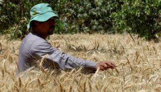 مزارع يتابع محصول القمح في إحدى قرى مصر
