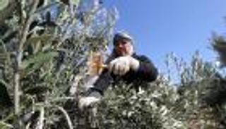 الزيتون في تونس.. ركيزة اقتصادية استراتيجية وحصاد قياسي