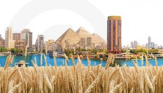 طفرة قمح محلية في مصر