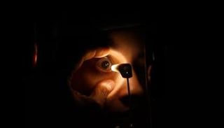 تطور في زراعة القرنية 