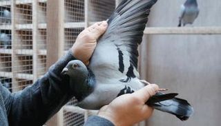 باحثون أعدوا أول خريطة شاملة لطفيليات الحمام في الجزائر