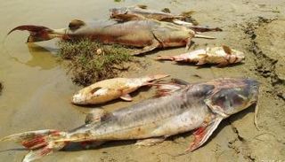 أسماك المانجواري