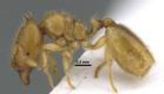 اكتشاف نوع نادر من النمل في الشارقة بالإمارات