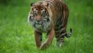 تقرير دولي يحذر من تسارع تهريب النمور وتهديد خطير لبقائها عالميا