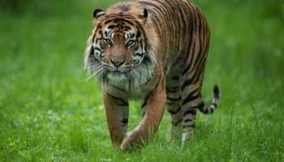 أزمة تهريب النمور في العالم