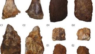 عينات أحفورية لثلاث سلاحف عاشت قبل نحو 95 مليون عام في مصر.