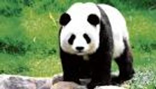 سفراء الصداقة.. الصين تعد فرنسا بقدوم جِيل جديد من الباندا العملاق