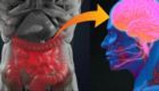 لماذا يلعب &laquo;دماغ الأمعاء&raquo; دورا رئيسيا في تحفيز الحساسية؟