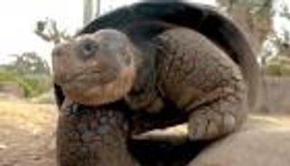 رحيل أكبر سلحفاة  في العالم &laquo;غراما غالاباغوس&raquo; عن 141 عاماً