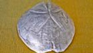 قنفذ بحر من العصر الطباشيري.. اكتشاف جزائري يقلب الموازين (خاص)