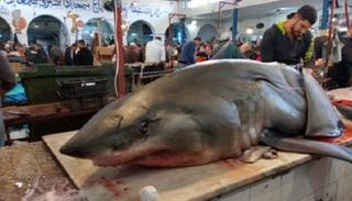 أسماك القرش في مياه خليج قابس التونسي أصبحت هدفا لشباك الصيادين