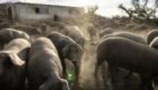 إسبانيا تسجل أول إصابة بحمى الخنازير منذ 3 عقود