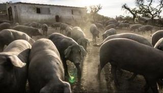 حمى الخنازير 