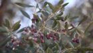 عاصمة زيت الزيتون في تونس.. تبرسق تحتفي بـ«ذهبها الأخضر»