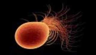 كائنات لا تموت بسهولة.. ما الذي نتعلمه من سكان الفوهات البركانية؟