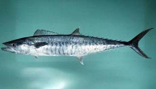 أسماك الكنعد