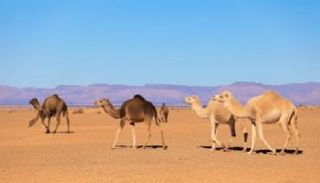 جمال الصحراء الجزائرية تحمل معدلات مرتفعة من طفيلي "التوكسوبلازما"