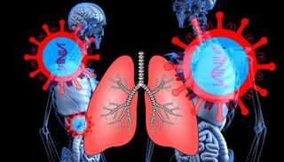 رئات صغيرة صناعية لتطوير علاجات للسرطان 