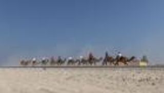 انطلاق النسخة الأطول في تاريخ «رحلة الهجن» من أبوظبي إلى دبي