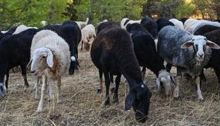 مزارع الأغنام في اليونان