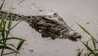 تماسيح الزوامل في محافظة الشرقية بمصر