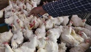 العثور على بكتيريا مقاومة لمضاد الكوليستين داخل دواجن سليمة