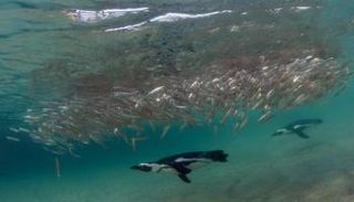 طيور البطريق الأفريقية تصطاد السردين - The Guardian