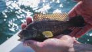 من تونس .. اكتشاف فيروس قاتل يهدد مزارع القاروص في البحر المتوسط (خاص)