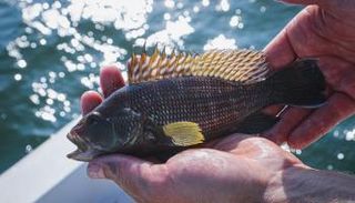 تحديد مسئولية فيروس النخر العصبي عن حادثة نفوق جماعي لأسماك القاروص في تونس