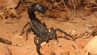 عقرب " أندروكتونوس موريتانيكوس".