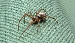 لدغة العنكبوت تسببت في تكون ثقب متعفن في ساق المراهق البريطاني