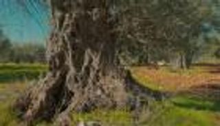 شجرة المهراس الأردنية.. زيتونة أسطورية تحجز مكانها على قائمة اليونسكو