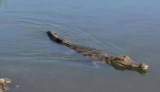 آخر تطورات تماسيح الزوامل في مصر