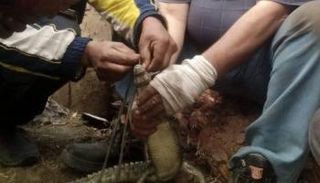 اصطياد تمساح قرية الزوامل في مصر