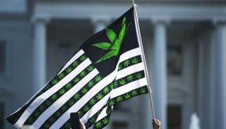 الماريغوانا