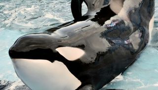 الحوت القاتل كشامينك