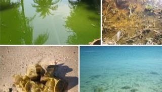 البيئة - وام