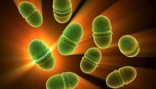 بكتيريا "إنتيروكوكسوس فيكاليس"