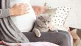 دراسة: انتشار مرض القطط بين الحوامل في ولاية جزائية (خاص)