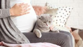 انتشار مرض القطط بين الحوامل في ولاية بسكرة الجزائية