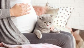 انتشار مرض القطط بين الحوامل في ولاية بسكرة الجزائية