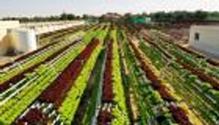 مزارع الإمارات.. مشاريع استثمارية رائدة ووجهات سياحية مستدامة