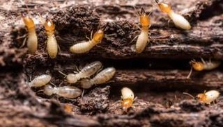 انتشار النمل الأبيض في المنازل القديمة يضعف بنيتها الإنشائية