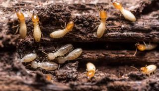 انتشار النمل الأبيض في المنازل القديمة يضعف بنيتها الإنشائية