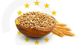 قمح الاتحاد الأوروبي