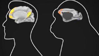 الدماغ البشري ينضج أبطأ من أدمغة القرود