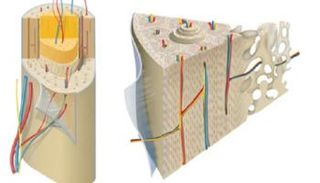 العظام الثانوية وحدات دقيقة في العظام 
