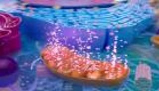 علماء يطورون أدوية تجريبية تعزز حرق السعرات داخل الخلايا