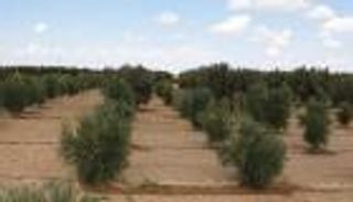 تونس تراهن على صادرات زيت الزيتون والتمور لدعم الاقتصاد والعملات الأجنبية